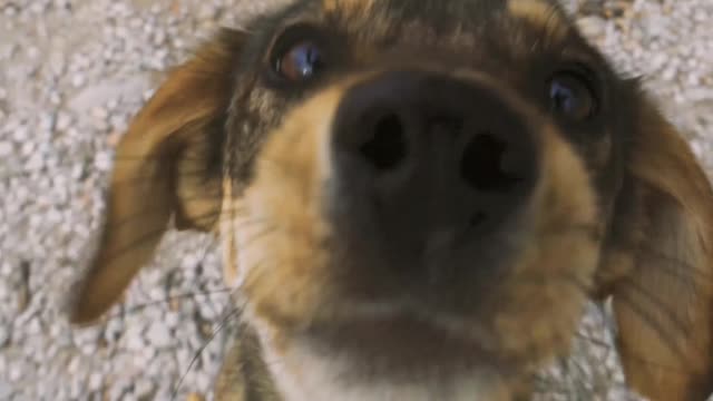 Cute dog video