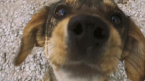 Cute dog video