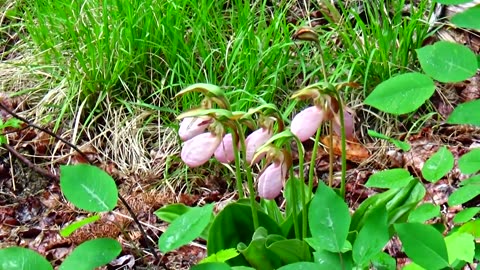 Slipper Orchids