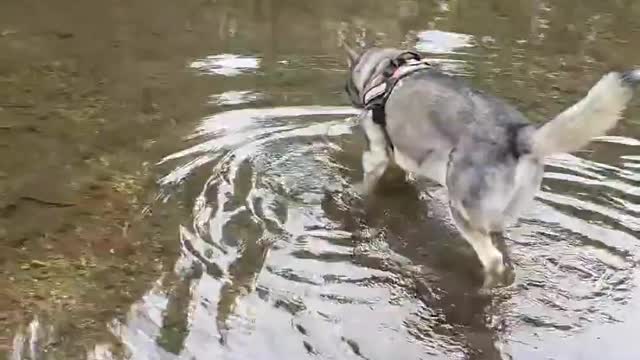 ❤️💙🖤🤎🐾🐺🐾🤎🖤💙❤️ #husky #siberianhuskies