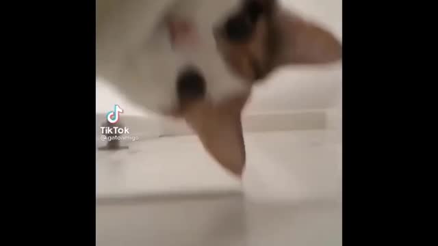 Funny Pet Videos For You 😎