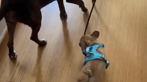 'Wait up! I've got little legs, not a rocket boost!' 🚀😂 #ShortLegStruggles