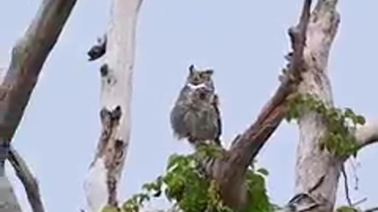 Crow & ulu