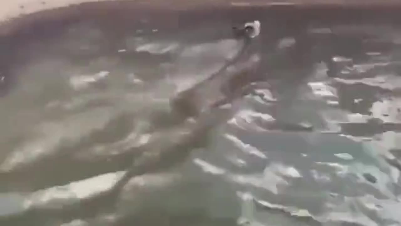 Kindly Man Saves Baby Deer From Certain Drowning Death