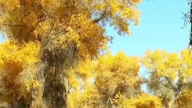 # autumn # yellowleaves# aesthetic # beauty # foryou