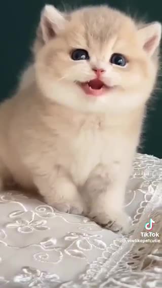 Funny kittens cute kittens
