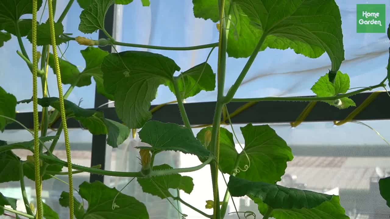 Growing Snow Leopard Melon,bear fruit all summer