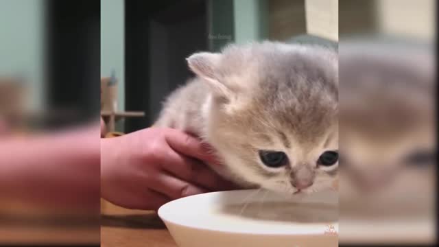 Innocent baby cat fun,funny video,pets fun,animal fun