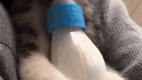 Cute Cat Gif