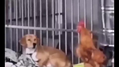 The best fun funny videos pets🐶🐷 TRY NOT TO LAUGH lol