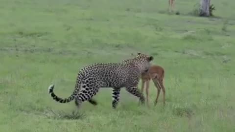 Serious fighting between two tigers