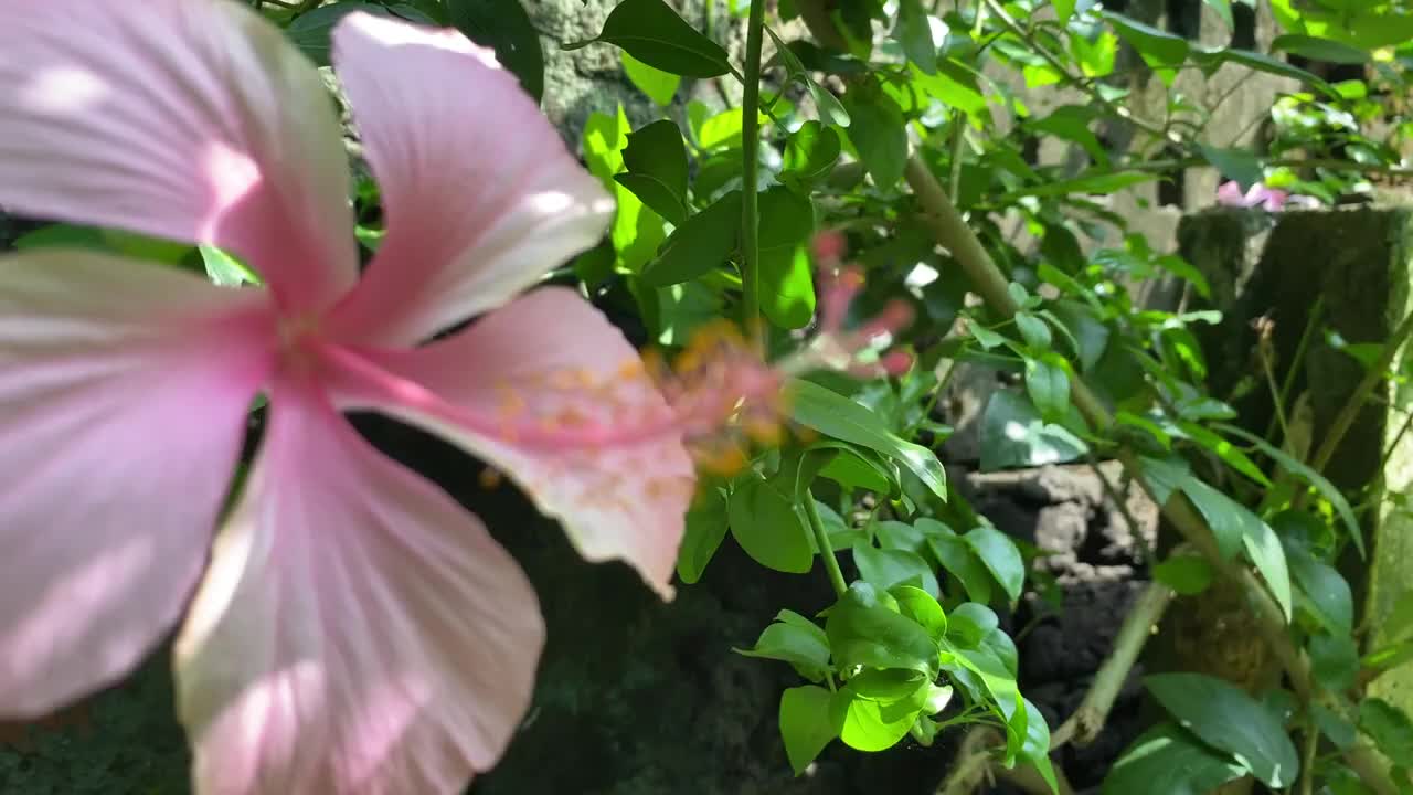 Stunning Hibiscus flowers closeup video - 4K HDR 60fps