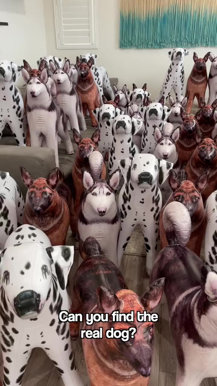 Can you find the real dog?