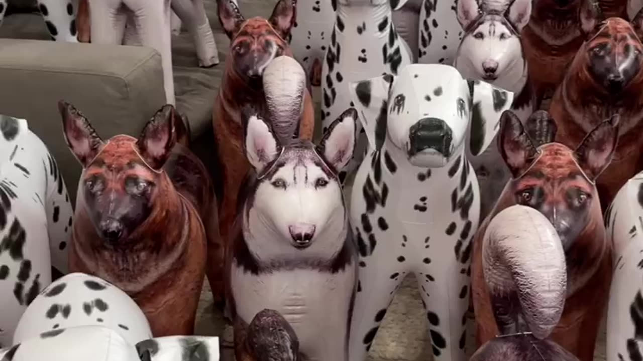 Can you find the real dog?