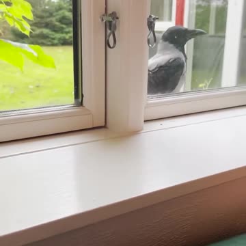 The friendship between a crow and a child