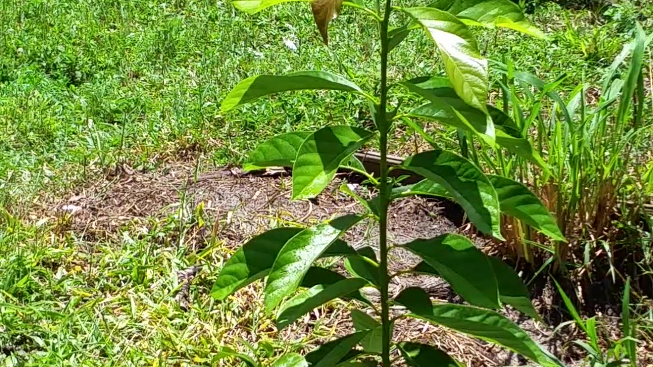 Avacado Tree Growing Like Crazy