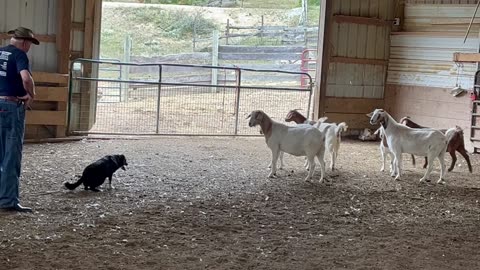 Wendy-Working-Cows-Goats