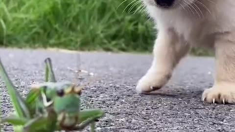 Video Dog