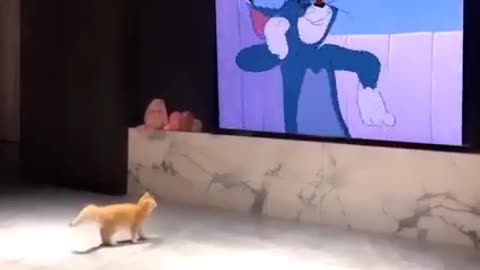 Tom in real life 😸❤️