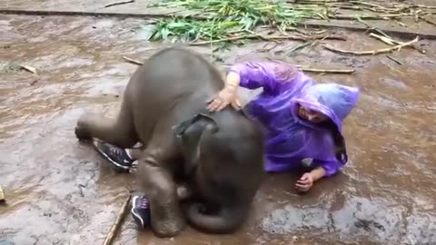 JUST A BABY ELEPHANT WANTING 🤣TO PLAY