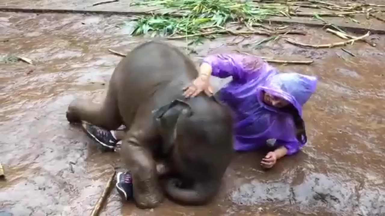 JUST A BABY ELEPHANT WANTING 🤣TO PLAY