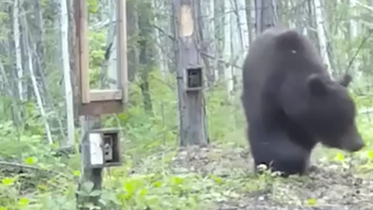 Bear fighting himself