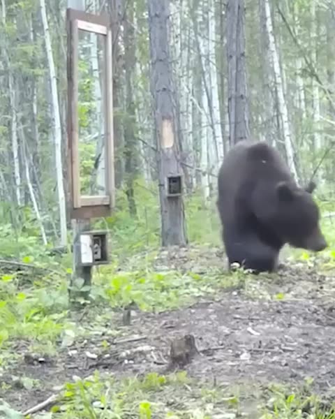 Bear fighting himself