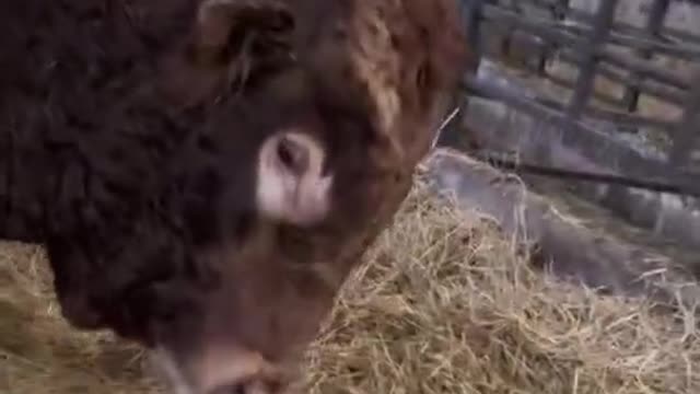 Dialogue with cattle