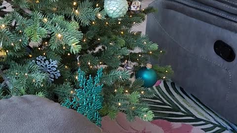 Merry Christmas from the Gunnels family! 