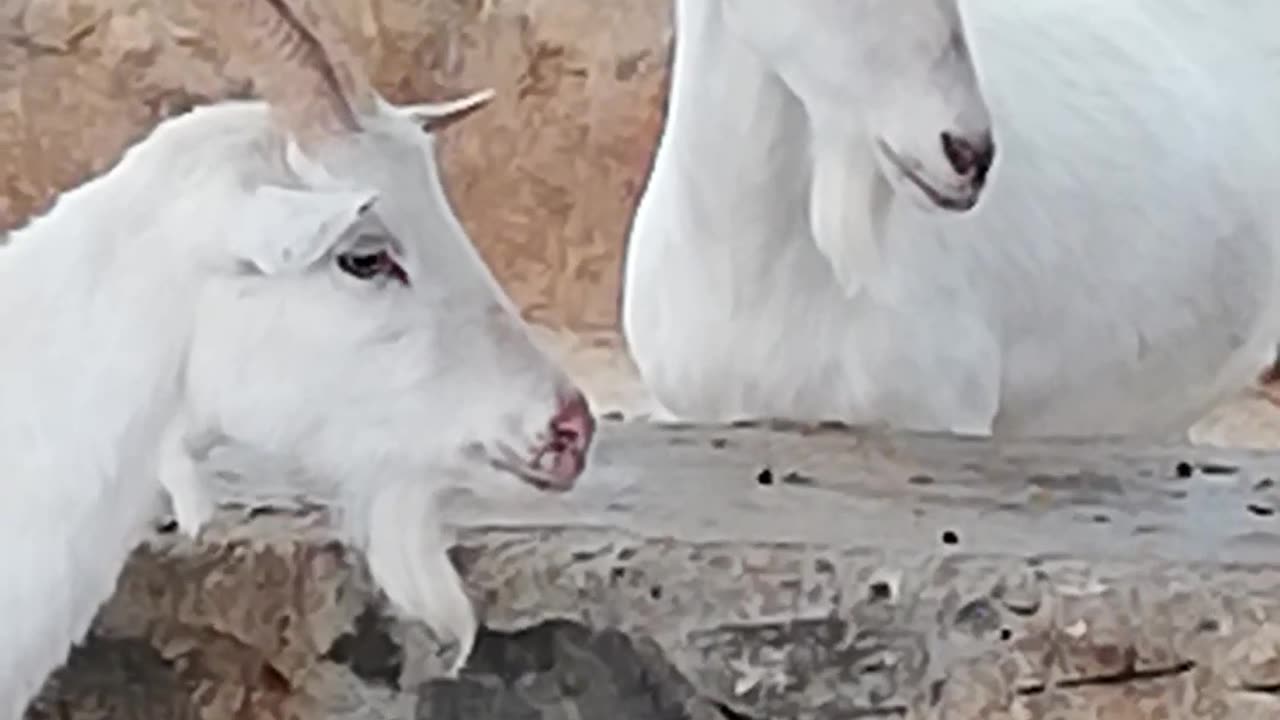 AMERICIAN GOAT IN NEPAL (Saanen Goat)