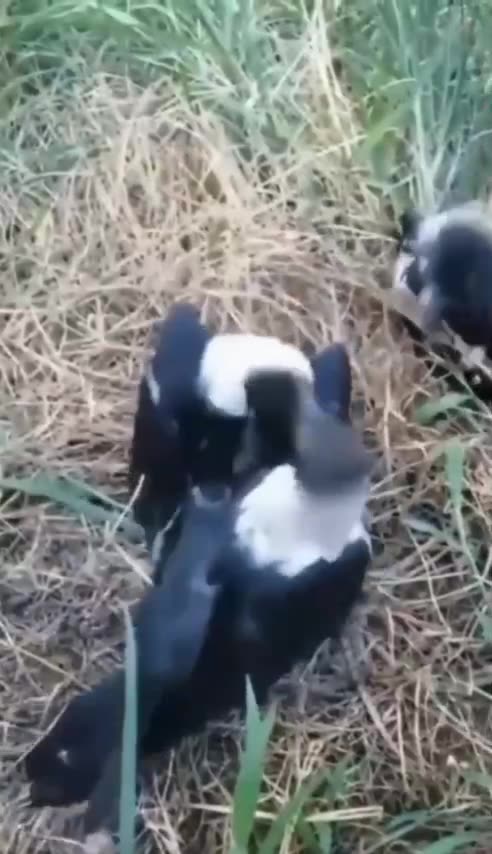 fire thats what animals do