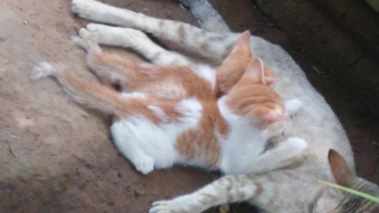 My Cat feeding her beautiful kittens