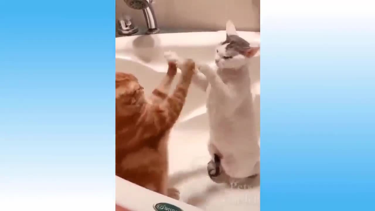 Cute & funny cats and dogs