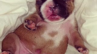 Tiny newborn puppy dreams in his sleep