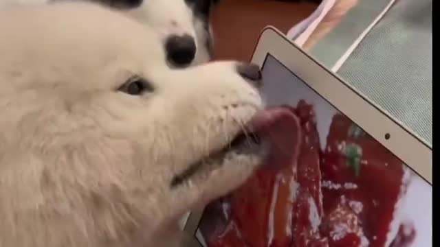 Shepherd dog:Why is my friend so stupid?🤣🤣🤣