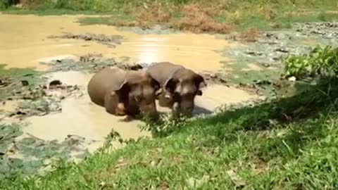 Elefantes felices en santuario Tailandés gritan de emoción