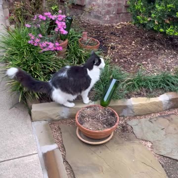 Cat 🐈 and Dog 🐕 standoff