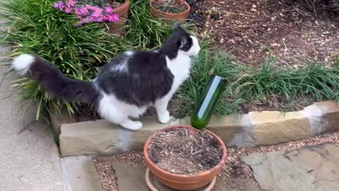 Cat 🐈 and Dog 🐕 standoff