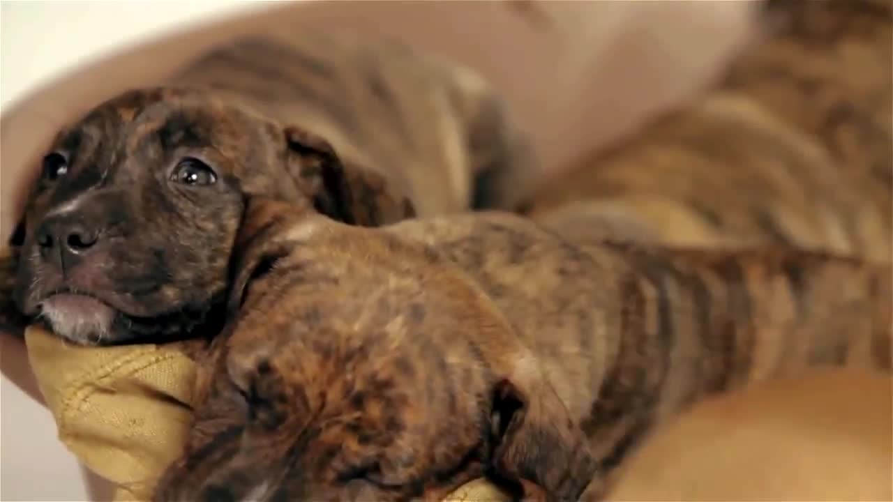 Sweetest Boxer and Pitbull Puppies!!!