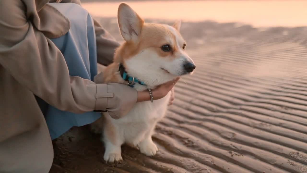 Woman hug dog on beach closeup Spbi