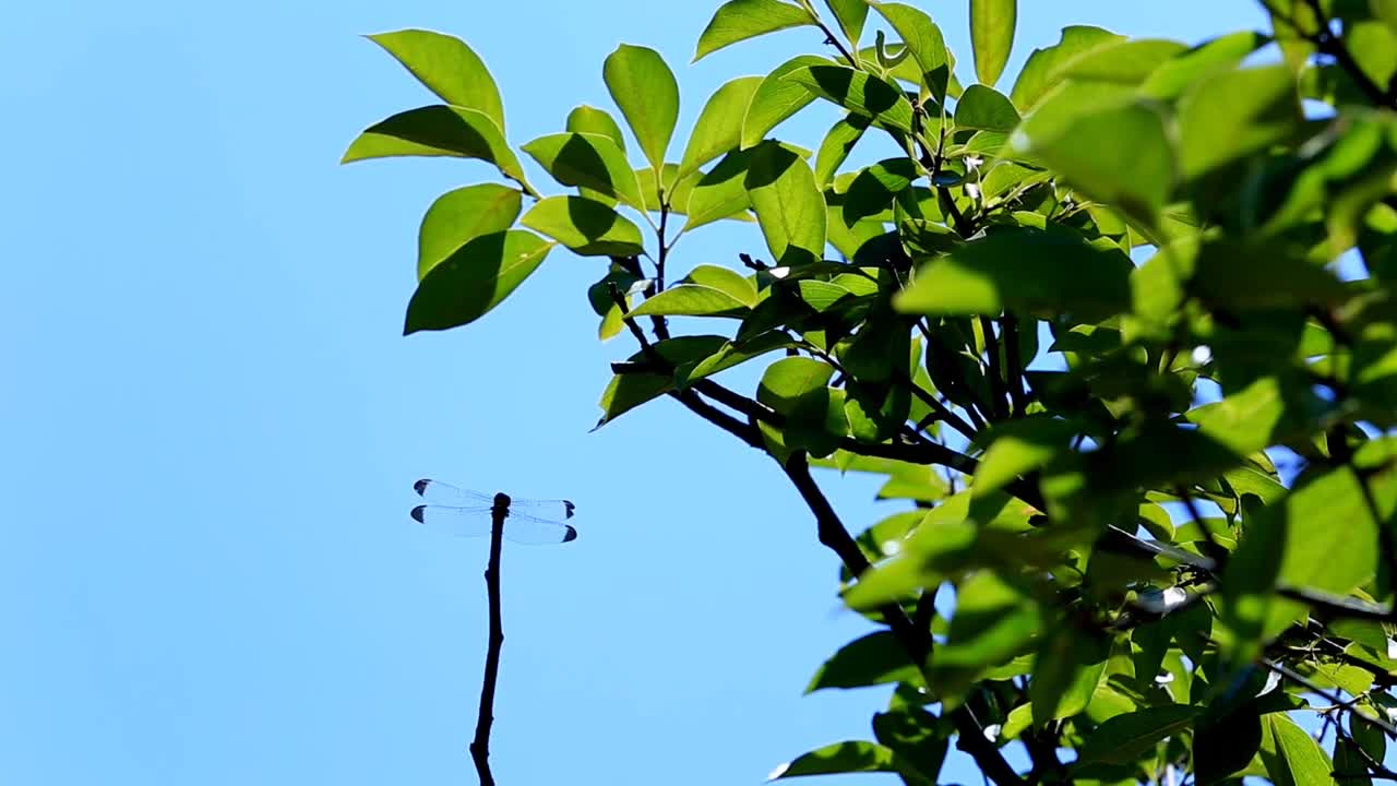 [HD] 한국의 풍경 / 바람과 나뭇가지의 잠자리, Korean Landscape / Dragonfly of wind and branches