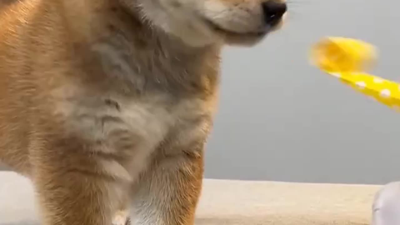 Funny dog