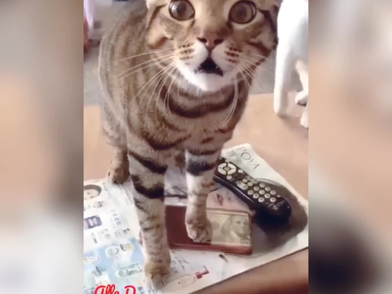 Best video of cat | more funny short