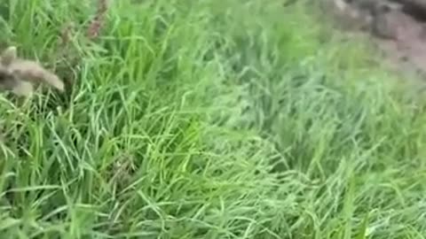 First person footage from Kherson direction
