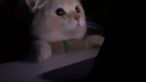 Cat scream