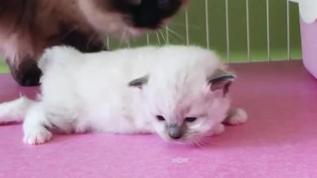 OMG So Cute Cats ♥ Best Funny Cat ❤️🐈Videos 2021 #shorts