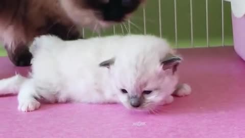 OMG So Cute Cats ♥ Best Funny Cat ❤️🐈Videos 2021 #shorts