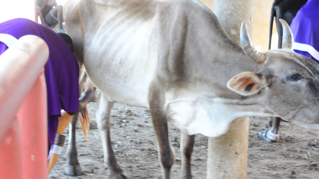 NEEMA'S HERITAGE: PRESERVING MAASAI TRADITIONS IN AFRICA: