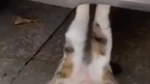 Funny videos