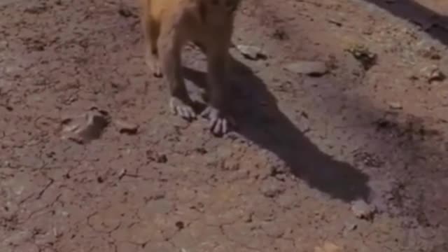 The little monkey is stealing the egg, but at last the egg drops